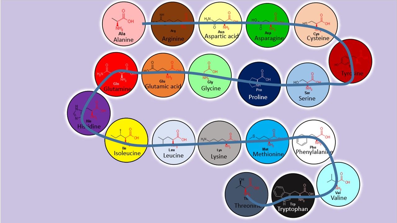 AMINO ACIDS USED BY LIFE, ONLY COME FROM LIFE! Evolution is a Myth