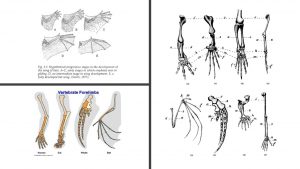 HOMOLOGOUS (SIMILAR) STRUCTURES ARE EVIDENCE OF COMMON DESIGN