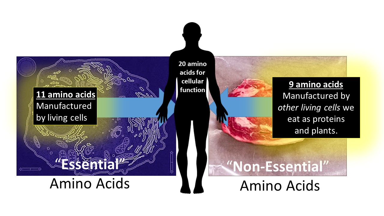 AMINO ACIDS USED BY LIFE, ONLY COME FROM LIFE! Evolution is a Myth