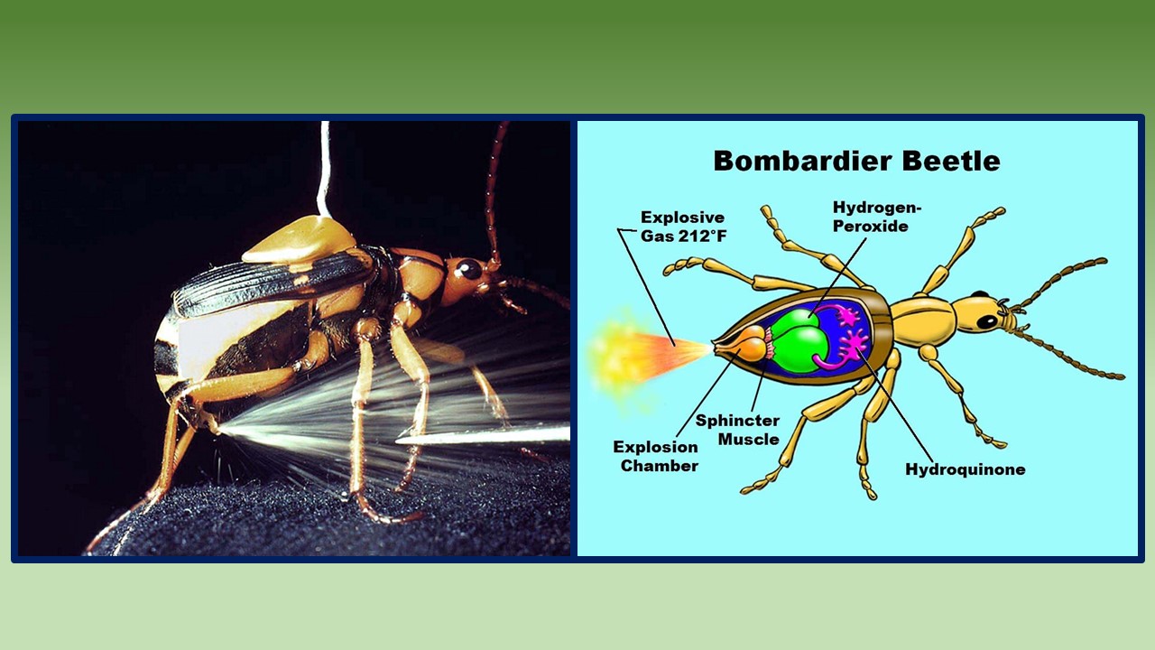 BOMBARDIER BEETLE USES CHEMICAL WARFARE Evolution is a Myth