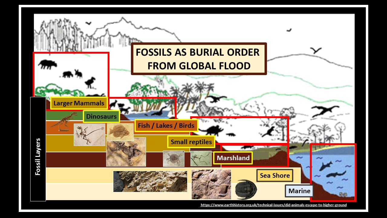 FOSSIL RECORD IS A BURIAL ORDER HOW LONG IT TOOK IS DEBATED