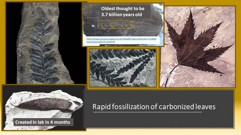CARBONIZED LEAFS IN 4 MONTHS – Evolution is a Myth