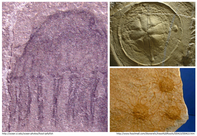 JELLY FISH FOSSILS EVIDENCE OF RAPID PROCESSES Evolution is a Myth