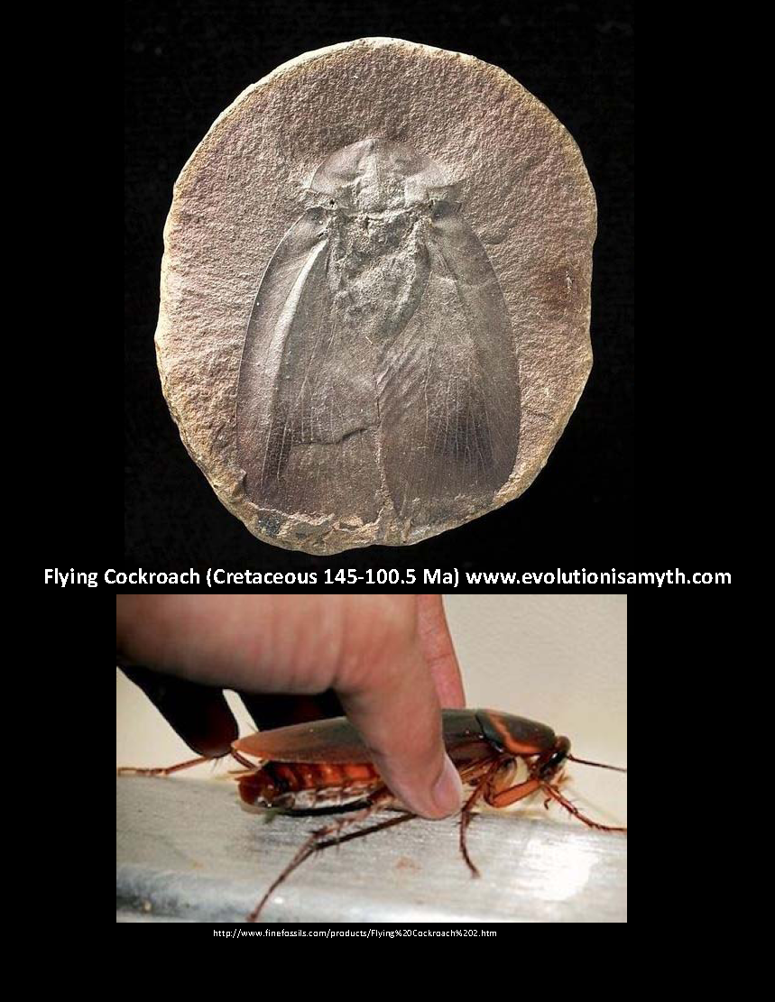 LIVING FOSSILS! 99 OF ALL ORGANISMS FOUND AS FOSSILS ARE STILL ALIVE TODAY? Evolution is a Myth