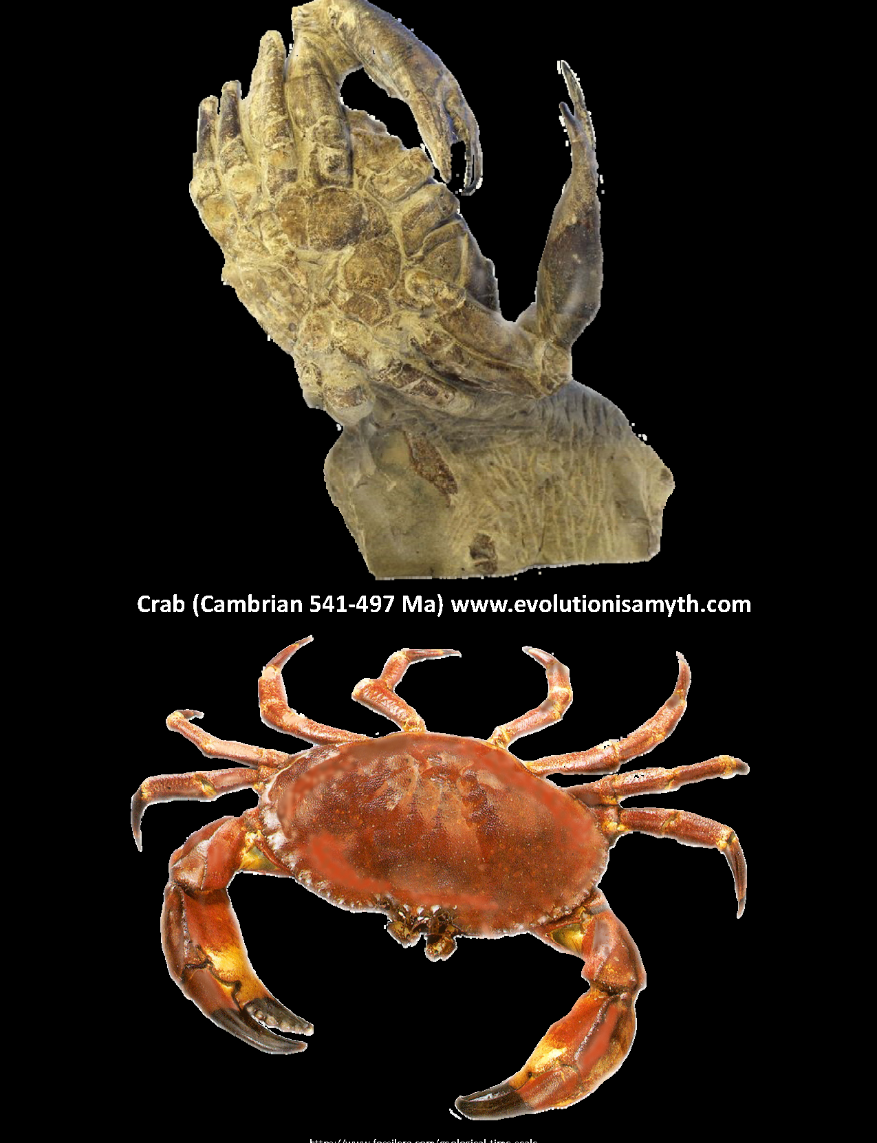 LIVING FOSSILS! 99 OF ALL ORGANISMS FOUND AS FOSSILS ARE STILL ALIVE TODAY! Evolution is a Myth