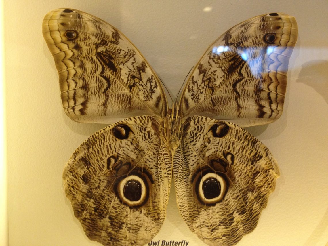Teleological argument for a creator beauty evolution is a myth