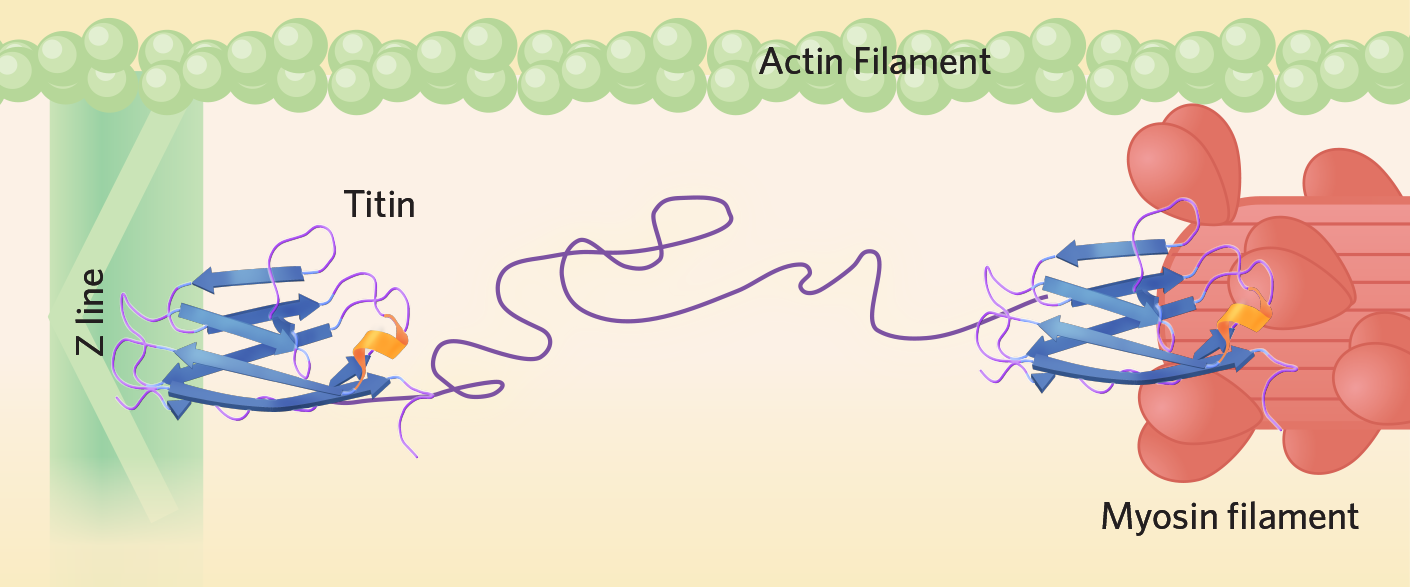 PROTEIN TITIN OVER 38,000 AMINO ACIDS LONG! Evolution is a Myth