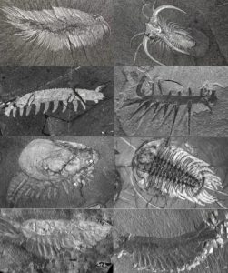 CAMBRIAN EXPLOSION REVEALS TRANSITIONAL FORMS ARE MISSING – Evolution ...