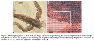 NODOSAUR DINOSAUR SKIN MATCHES ACCOUNTS OF DRAGONS – Evolution is a Myth
