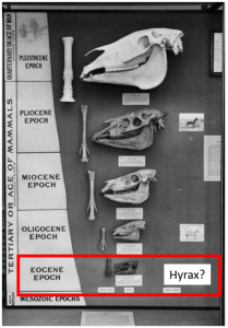 DAWN HORSE OF EVOLUTION ACTUALLY A HYRAX MAMMAL ALIVE TODAY dawn-horse-of-evolution-actually-a-hyrax-mammal-alive-today
