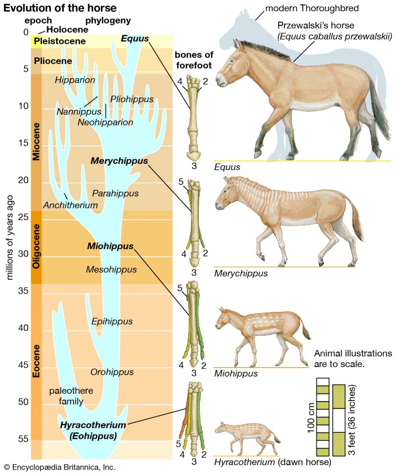 LINE UP THEM BONES FOR THE HORSE EVOLUTION STORY… Evolution is a Myth