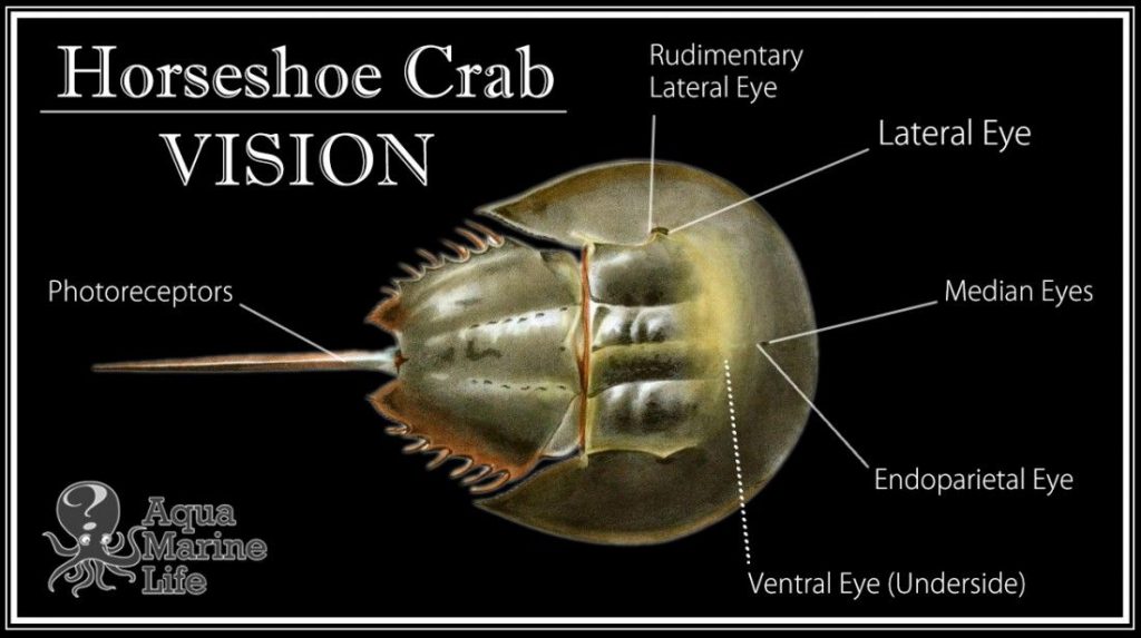 Horseshoe Crab Eyes On Tail At Roseanna Morris Blog