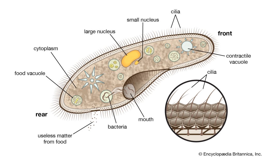 CILIA THOUGHT “SIMPLE” PROVES TO BE VASTLY COMPLEX – Evolution is a Myth