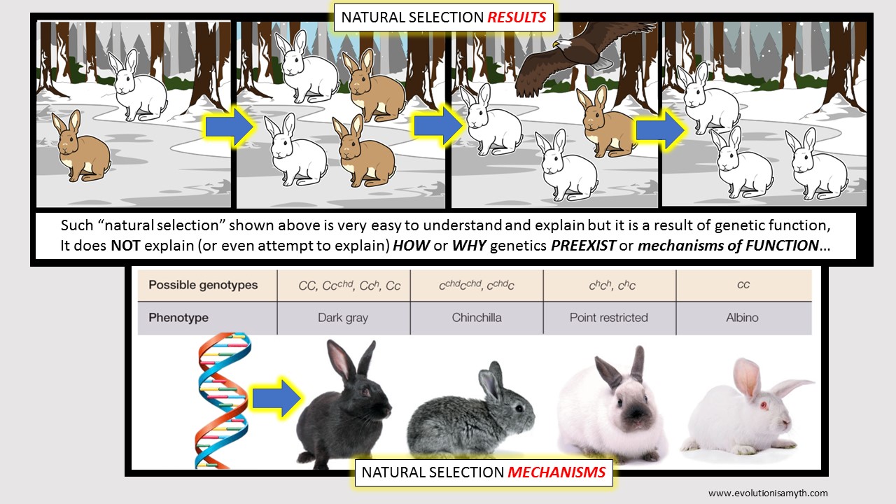 NATURAL SELECTION EXPLAINS LIMITED VARIETY BUT NOT NEW KINDS