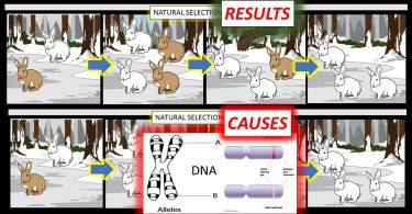 natural selection results vs causes