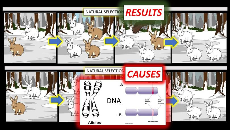 natural selection results vs causes