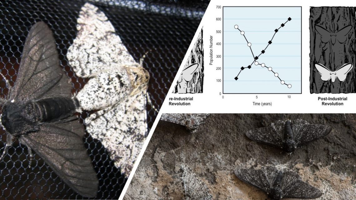 Evolution Moth Process EXPLAINING WHAT SOMETHING IS, DOES NOT EXPLAIN ITS ORIGIN – Evolution ...