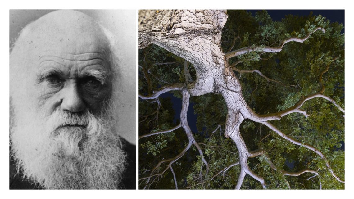 DARWIN’S INVERTED GENETIC TREE – Evolution is a Myth