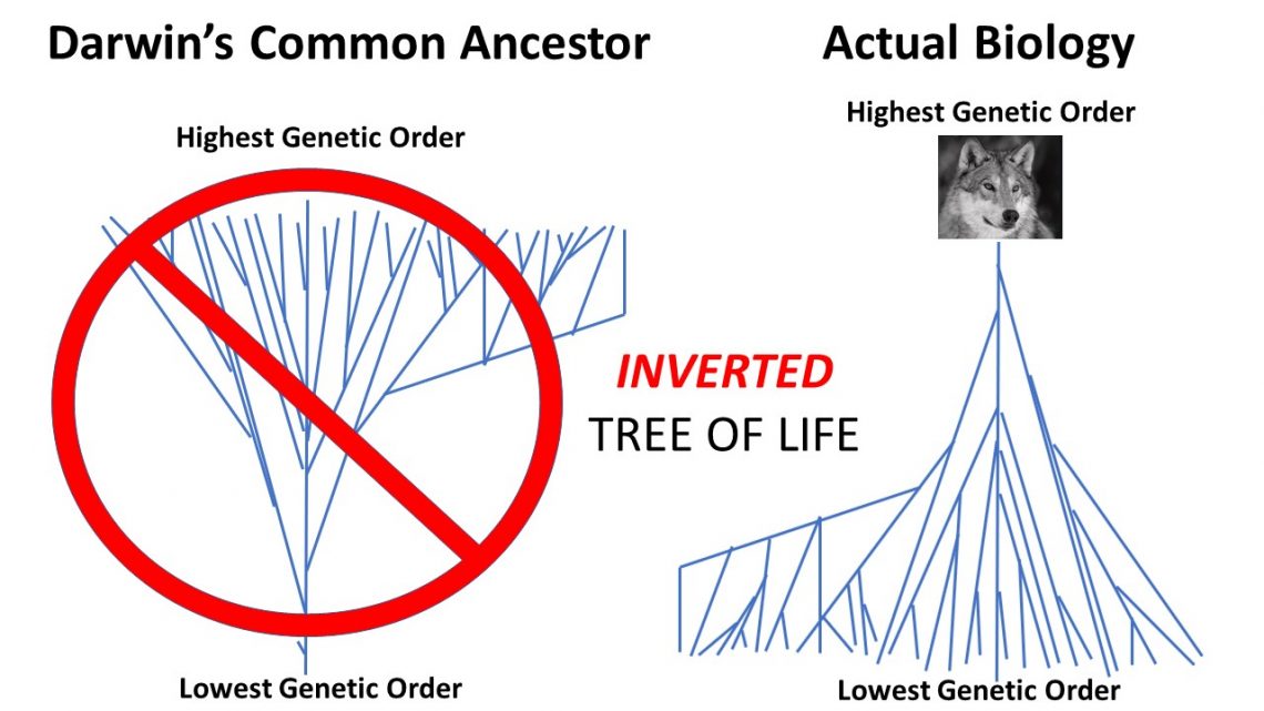 DARWIN’S INVERTED TREE Evolution is a Myth