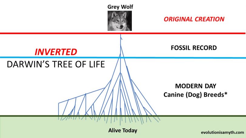 DARWIN’S INVERTED GENETIC TREE – Evolution is a Myth
