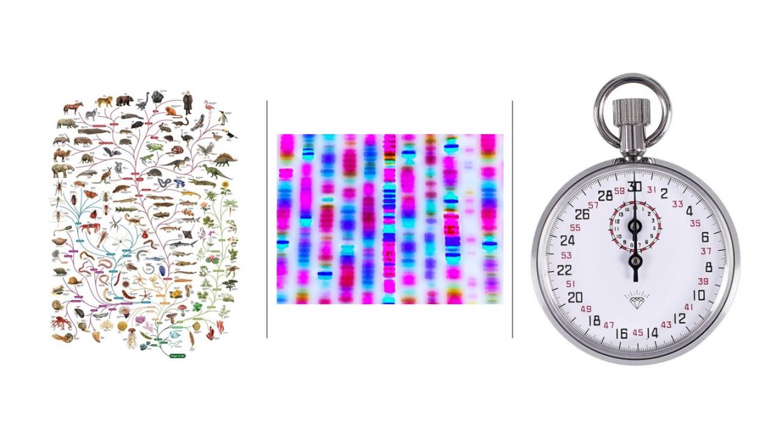 MOLECULAR CLOCKS ARE CALIBRATED BY ASSUMPTIONS Evolution is a Myth