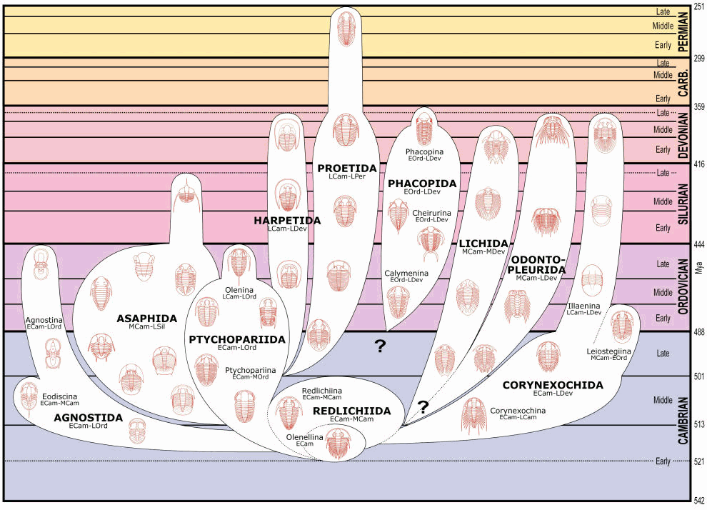 Trilobite body change chart