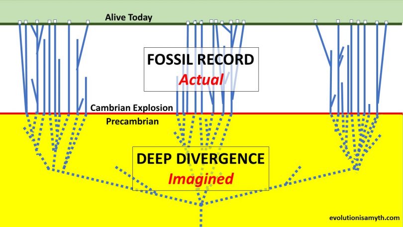 CAMBRIAN EXPLOSION EXPLAINED BY DEEP DIVERGENCE OF SPECIES? – Evolution is  a Myth
