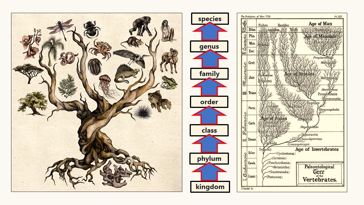 FOSSIL RECORD REVEALS STASIS IN LIFE Evolution is a Myth