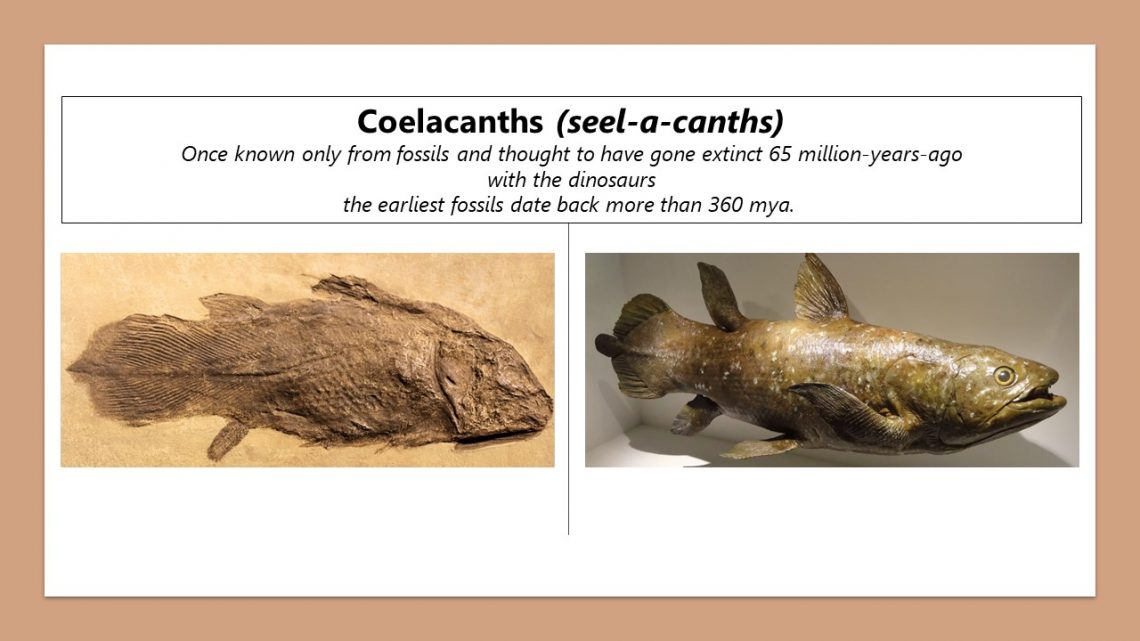 COELACANTH FISH FOSSILS REVEAL FIRST WALKING FISH? Evolution is a Myth