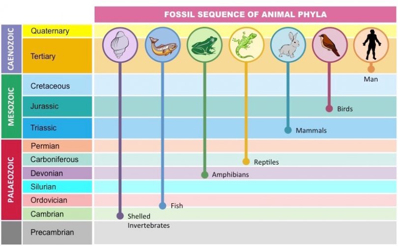 FOSSIL RECORD REVEALS STASIS IN LIFE – Evolution is a Myth