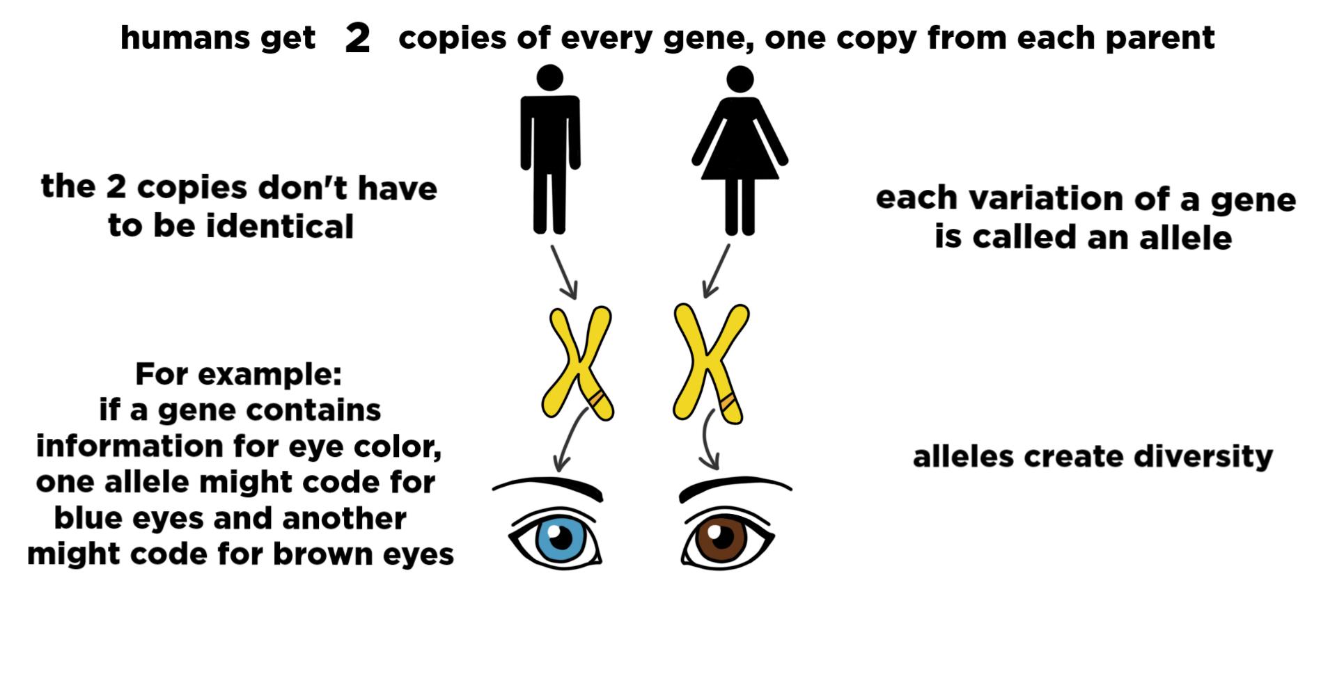 DNA ALLELES PROHIBIT EVOLUTION – Evolution is a Myth