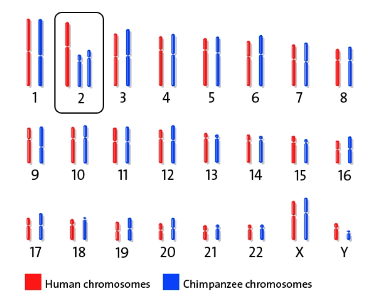 Количество генов. ДНК человека и обезьяны сравнение. Различия в хромосомах у человека и шимпанзе. ДНК человека и шимпанзе. Хромосомы человека и примата.